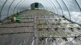 Gewächshaus 030514.webp