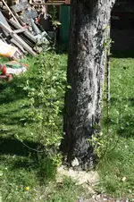 Apfel2.webp