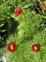 003_576x768.webp