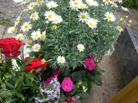 SANY0004.webp