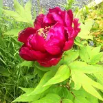 IMG_6099 Pfingstrose 1280 p.webp