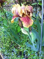 IMG_6121 Lilie 1280 p.webp