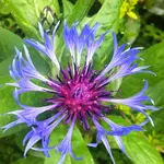 IMG_6083 Kornblume 1280 p.webp