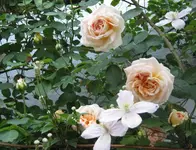 IMG_2563-001.webp