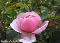 IMG_2574-001.webp