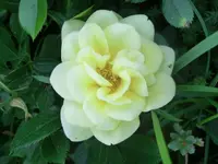CIMG7457.webp