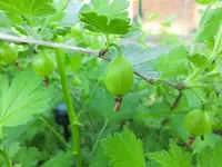 CIMG7464.webp