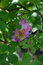 DSC_1013.webp