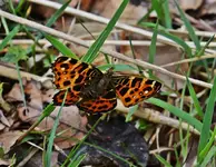 DSC_0976.webp