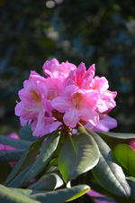 DSC_1020.webp