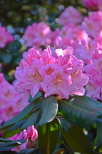 DSC_1021.webp