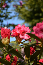 DSC_1024.webp