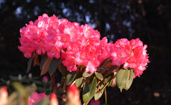 DSC_1037.webp