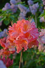 DSC_1050 - Kopie.webp