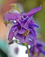 DSC_1063.webp