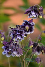 DSC_1067.webp