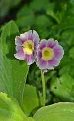 DSC_1006.webp