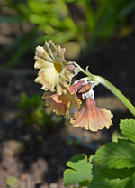 DSC_1007.webp