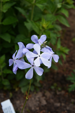 DSC_0989.webp
