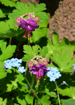 DSC_1017.webp