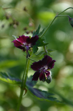 DSC_1019.webp