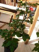 SAM_2101.webp