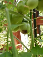 SAM_2102.webp