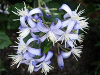 staudenclematis.webp
