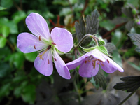 geranium espresso_.webp