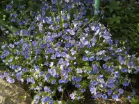 BILD2785.webp