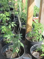 gang_hinten_spaeterausgesaetegermanredstrawberry.webp