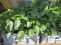 jalapeno_purple_spitzpaprika_blockpaprika.webp