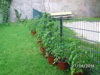 Tomatenzaun.webp