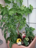 IMGP0260.webp