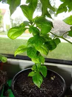 chili2.webp
