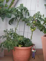 IMGP0255.webp