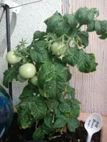 IMGP0257.webp