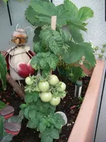 IMGP0258.webp