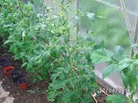 Mortgage Lifter.webp