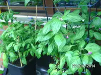 Rocoto.webp
