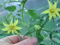 Russisches Ochsenherz.webp