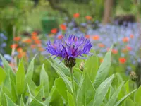 centaurea montana.webp