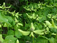 SAM_3809.webp
