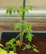 cherry_tomate_640.webp