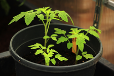 tomate_goldene königin_640.webp