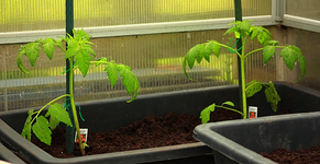 tomate_Harzfeuer_640.webp