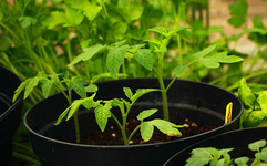 Tomate_green bell pepper_640.webp