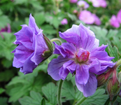 geranium gefüllt.webp