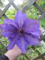 Clematis The President-1.webp
