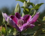 Clematis Dr_Ruppel_1.jpg